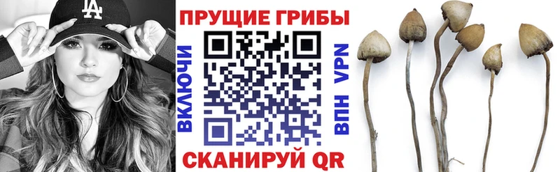 Галлюциногенные грибы Psilocybe  что такое наркотик  Сегежа 